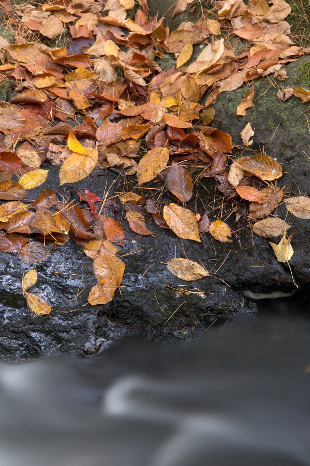 Fallen Beech Leaves