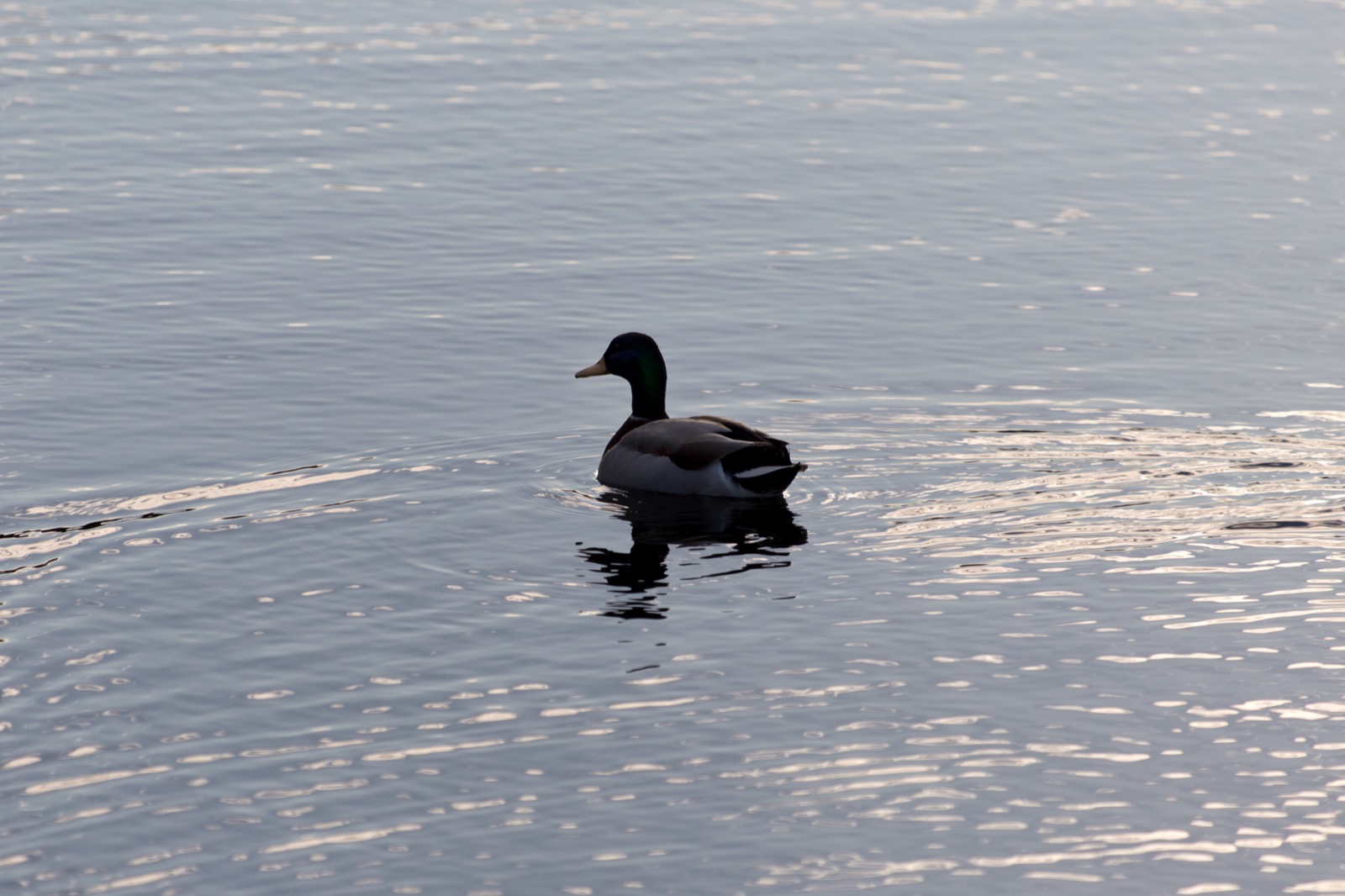 Lone Duck