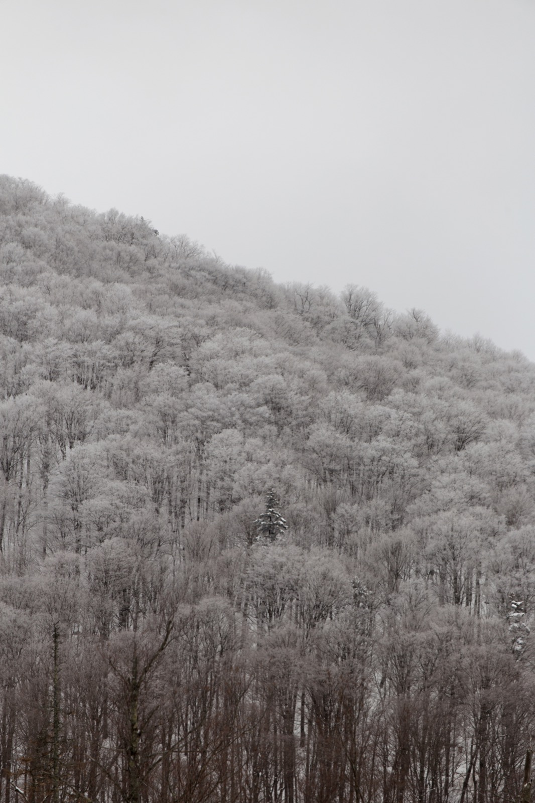 Frosted Landscape
