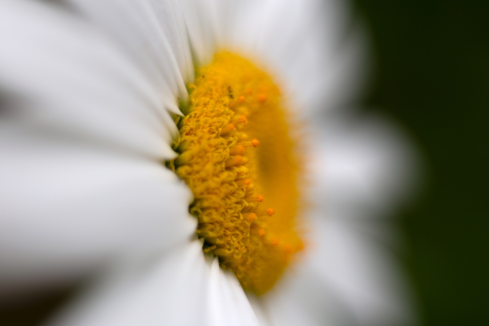 Bokeh Daisy Profile