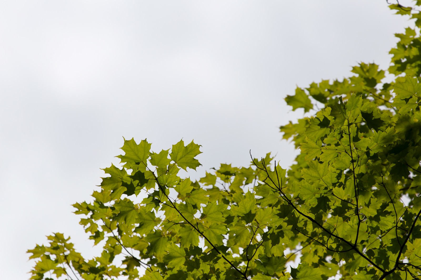 Cool Summer Treetop