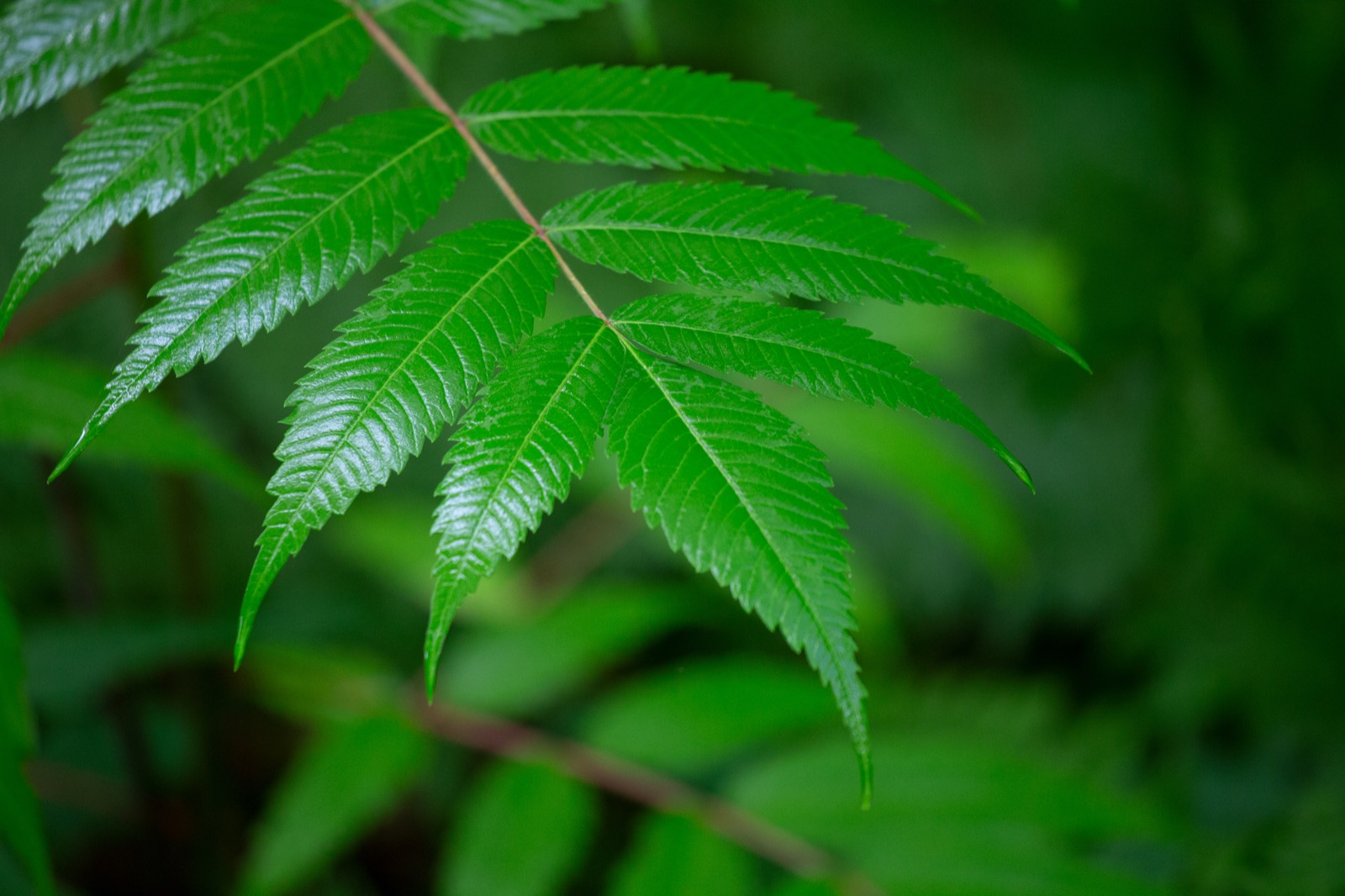 Shiny Green Leaves