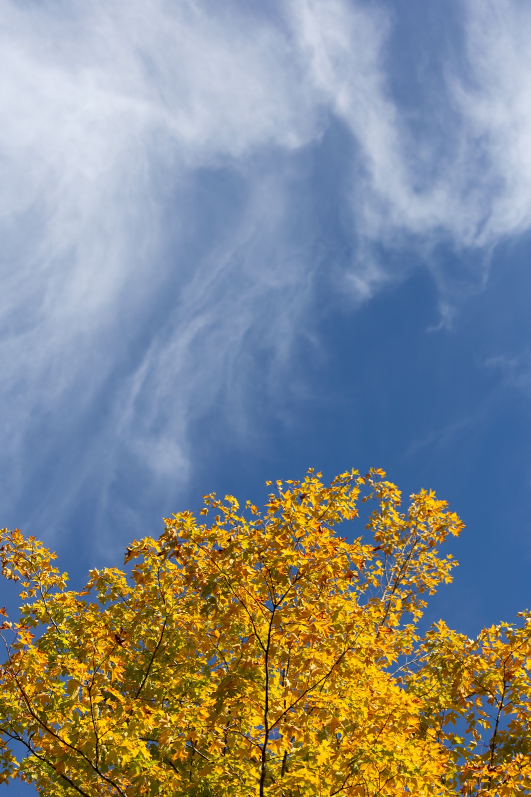 Golden Tree and Wispy Clouds