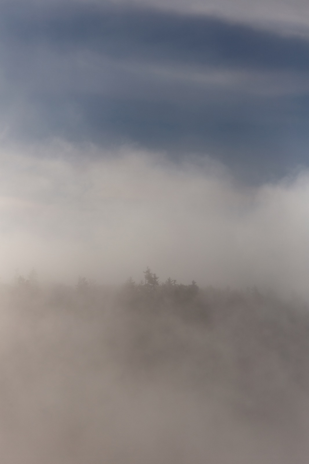 Can’t See the Forest Through the Fog
