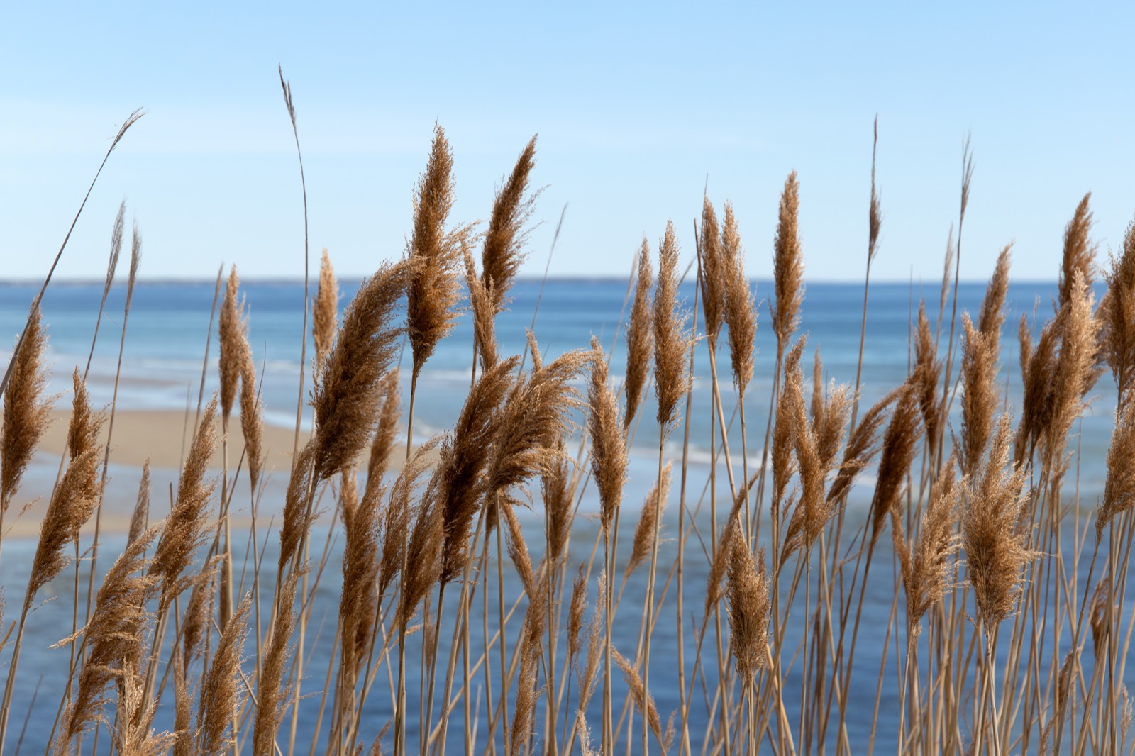 Beach Grass