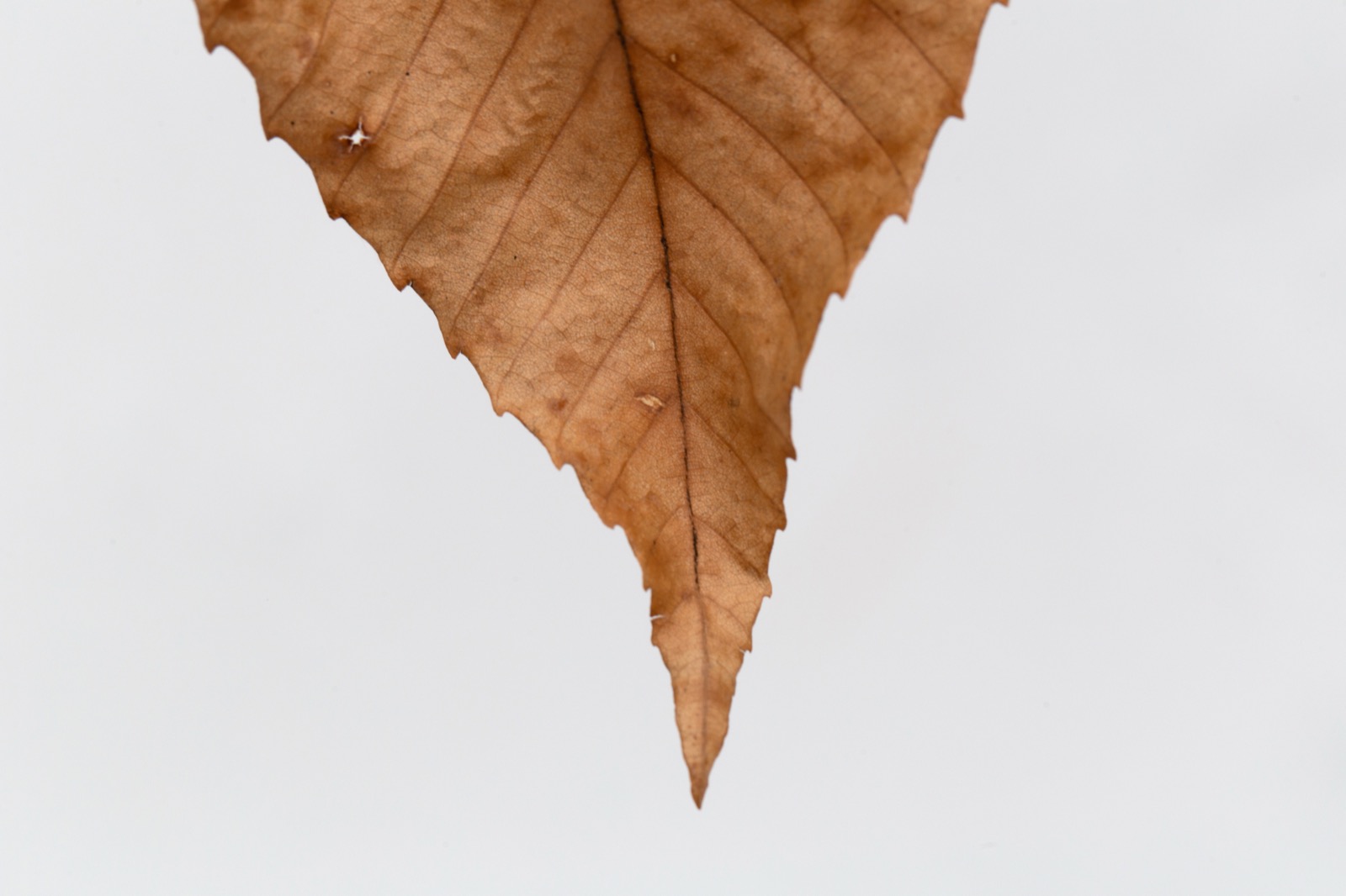 Dry Pointy Leaf