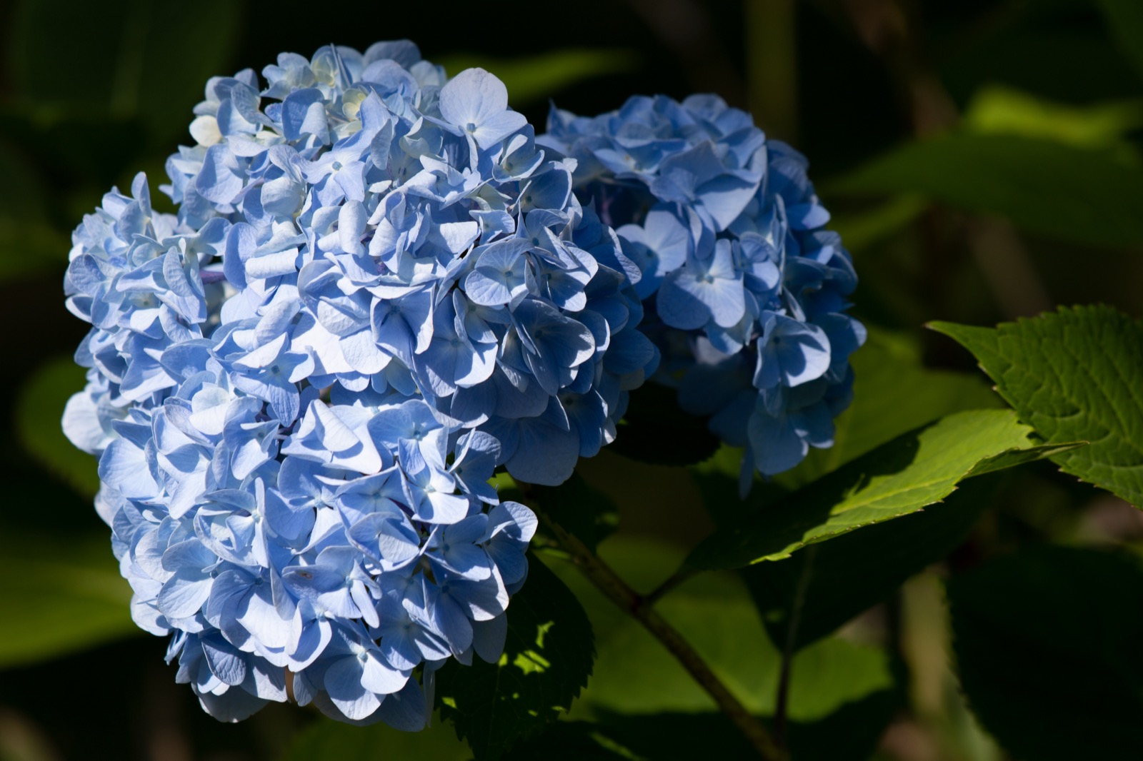 Hydrangea Bloom