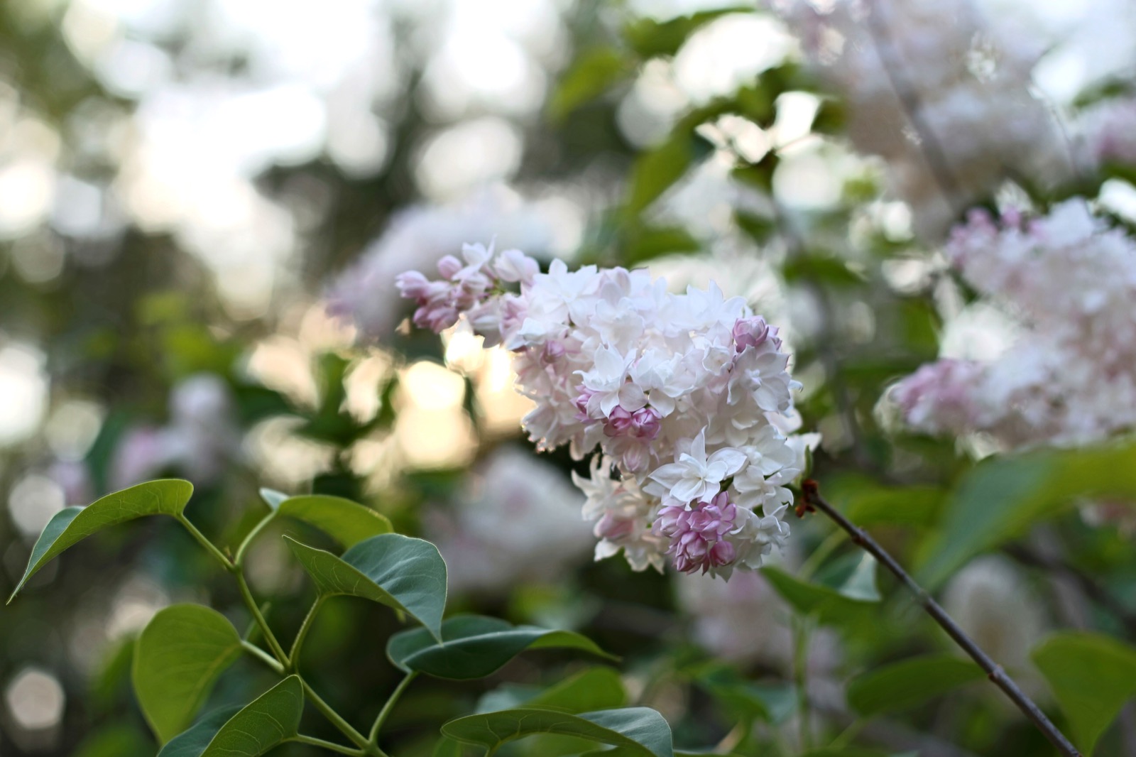 Bokeh Lilacs