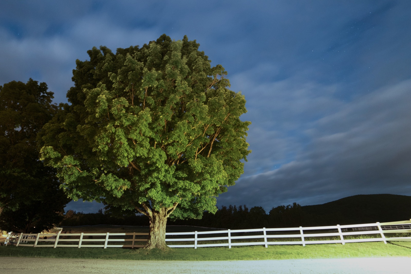 Large Tree By Fence at Night
