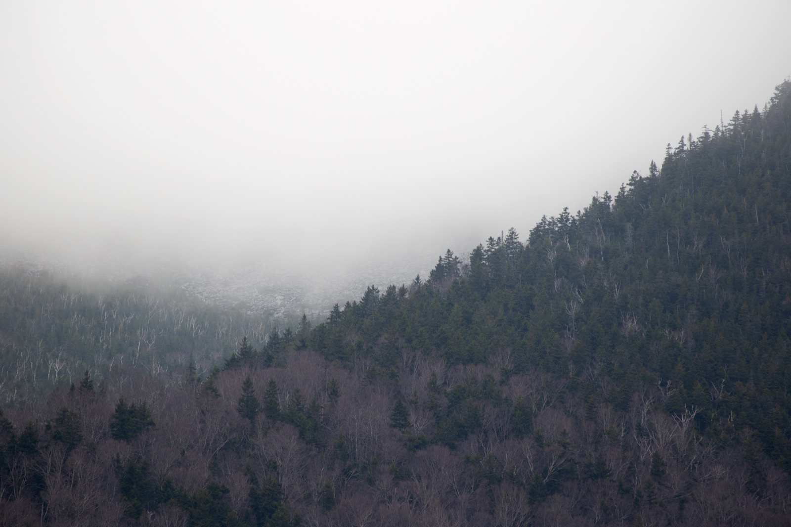 Foggy Landscape
