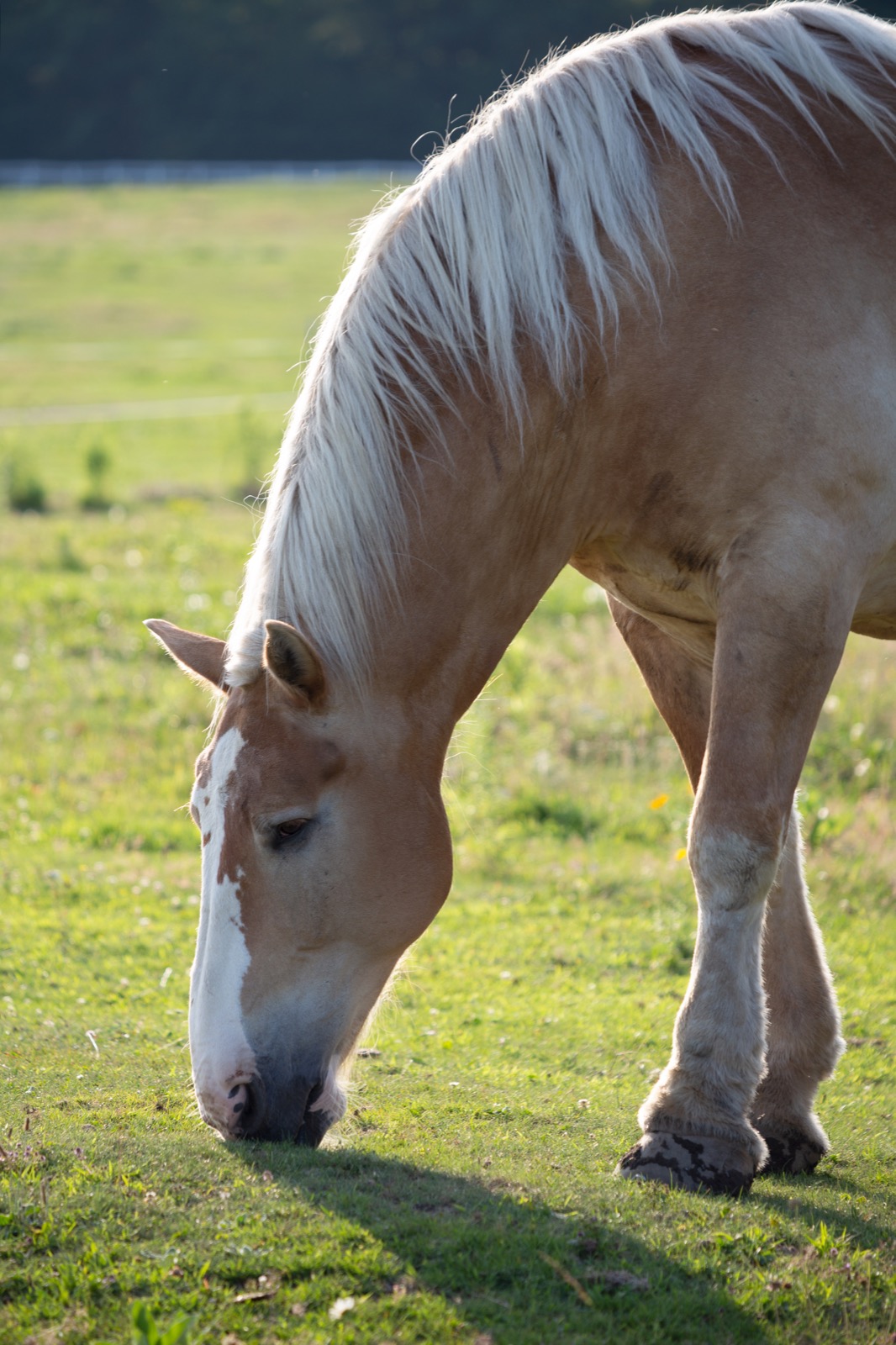 Horse Grazing
