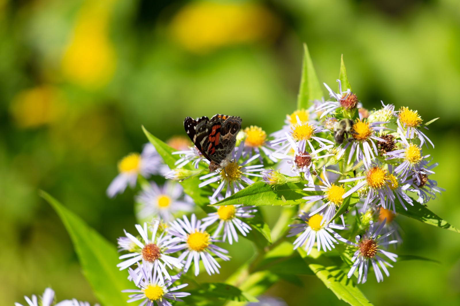 Butterfly on Daisies