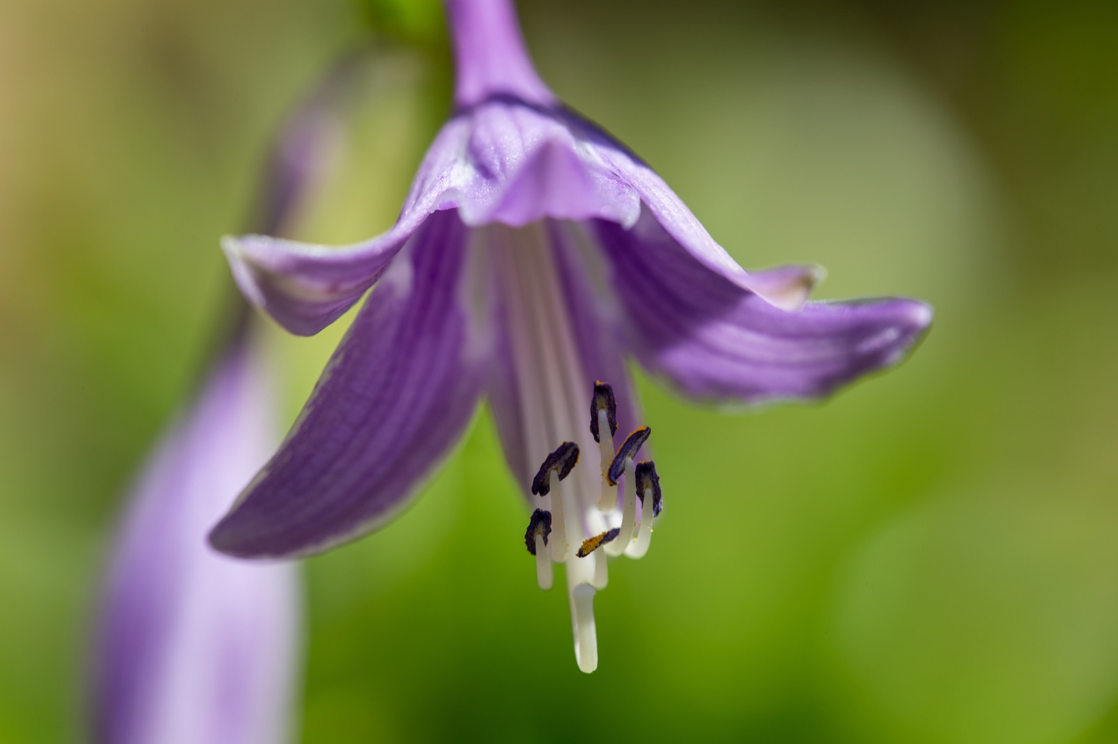 Beautiful Summer Flower Macro