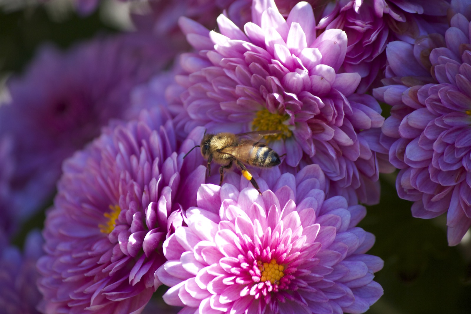 Summer Bee and Flowers