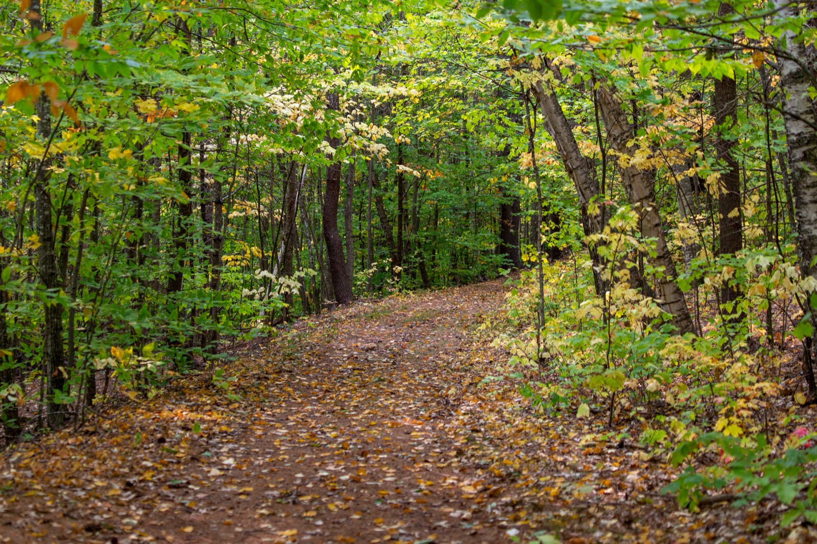 Colorful Autumn Hiking Path
