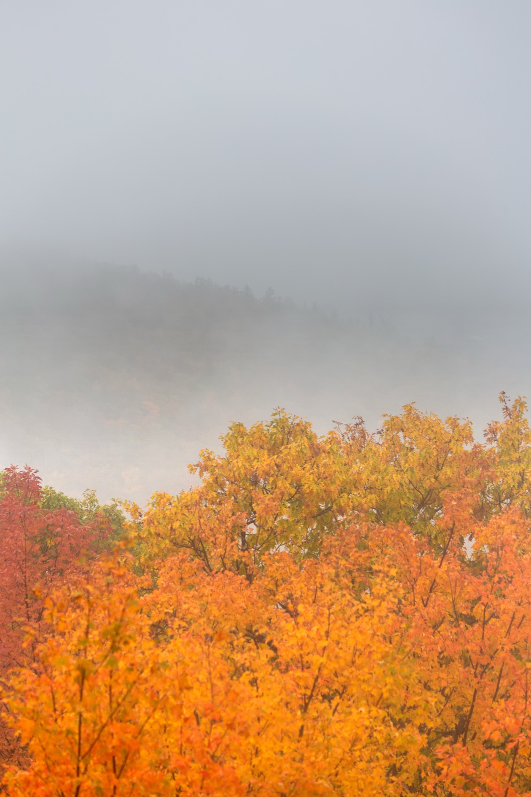 Autumn Foliage in Misty Mountains