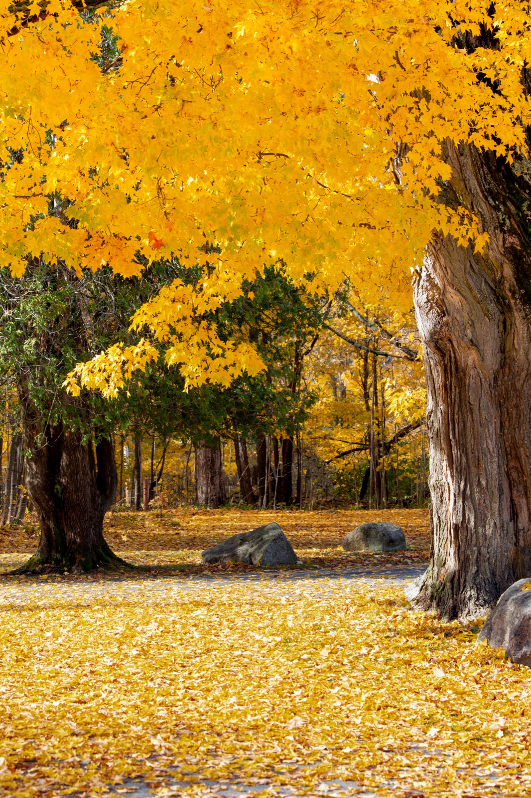 Bright Golden Maple Leaves