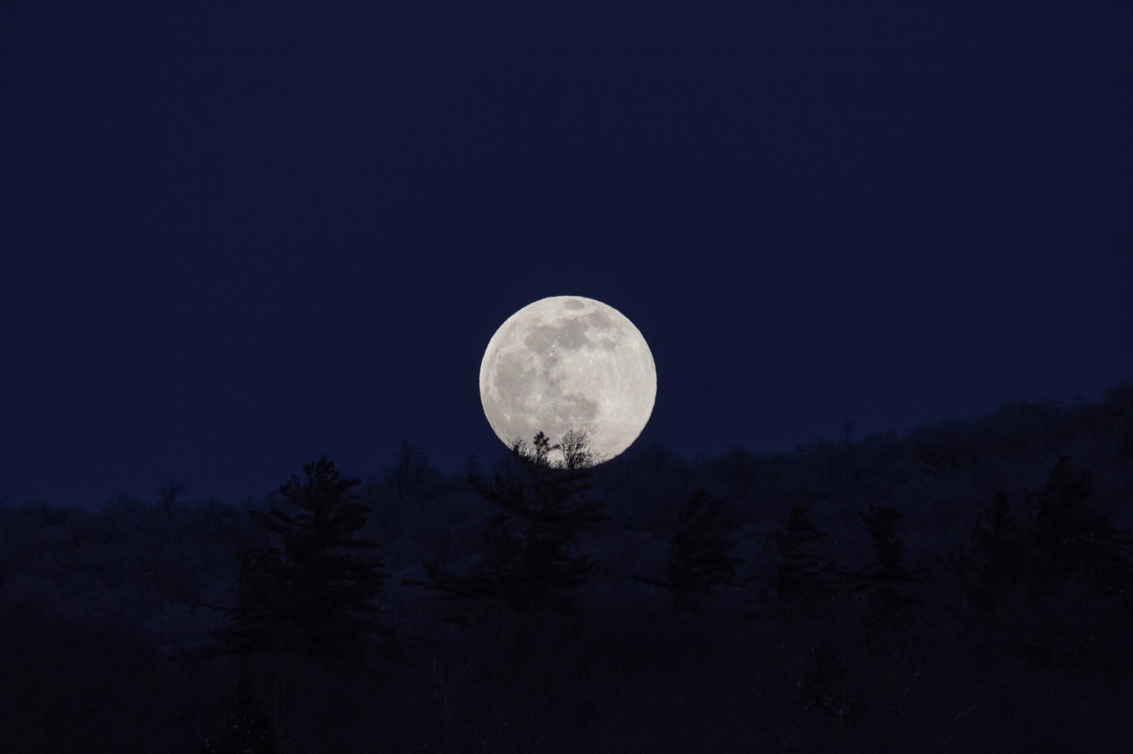 Winter Moon Rising Over Trees