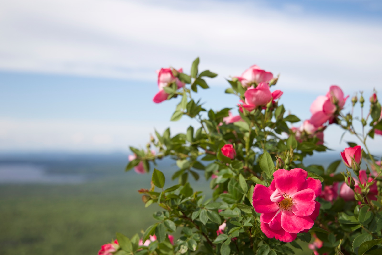 Pink Roses