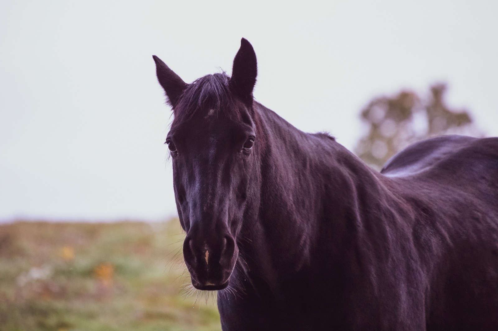 Dark Horse