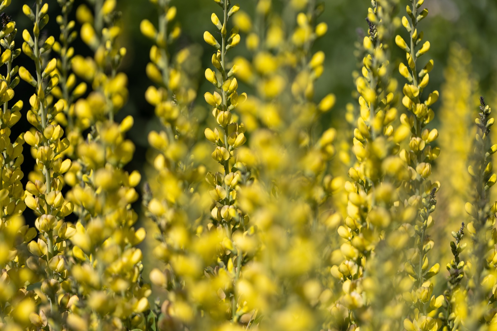 Beautiful Yellow Flowers
