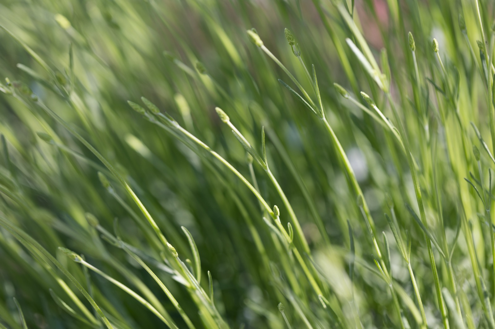 Flowing Summer Textures