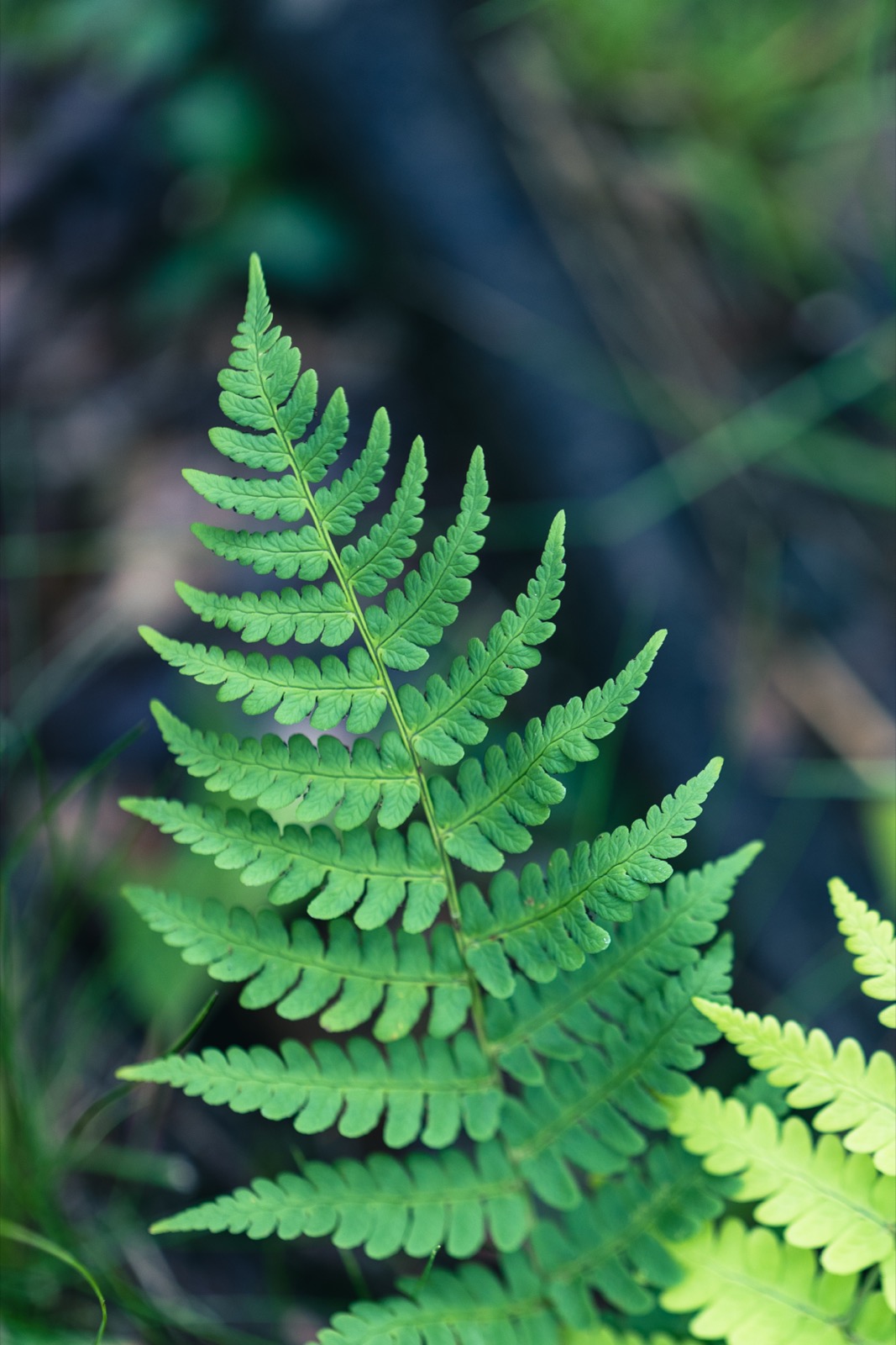 Ferns