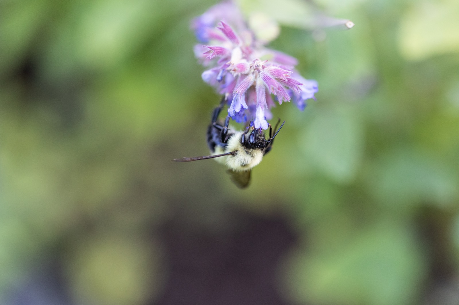 Bee Gathering Pollen