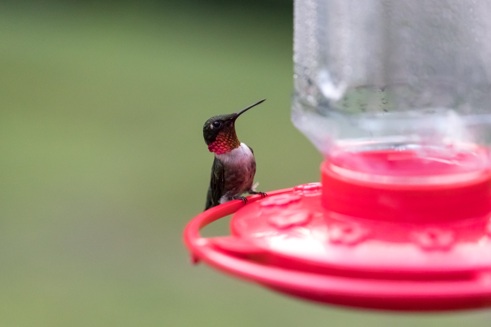 Male Hummingbird at Feeder