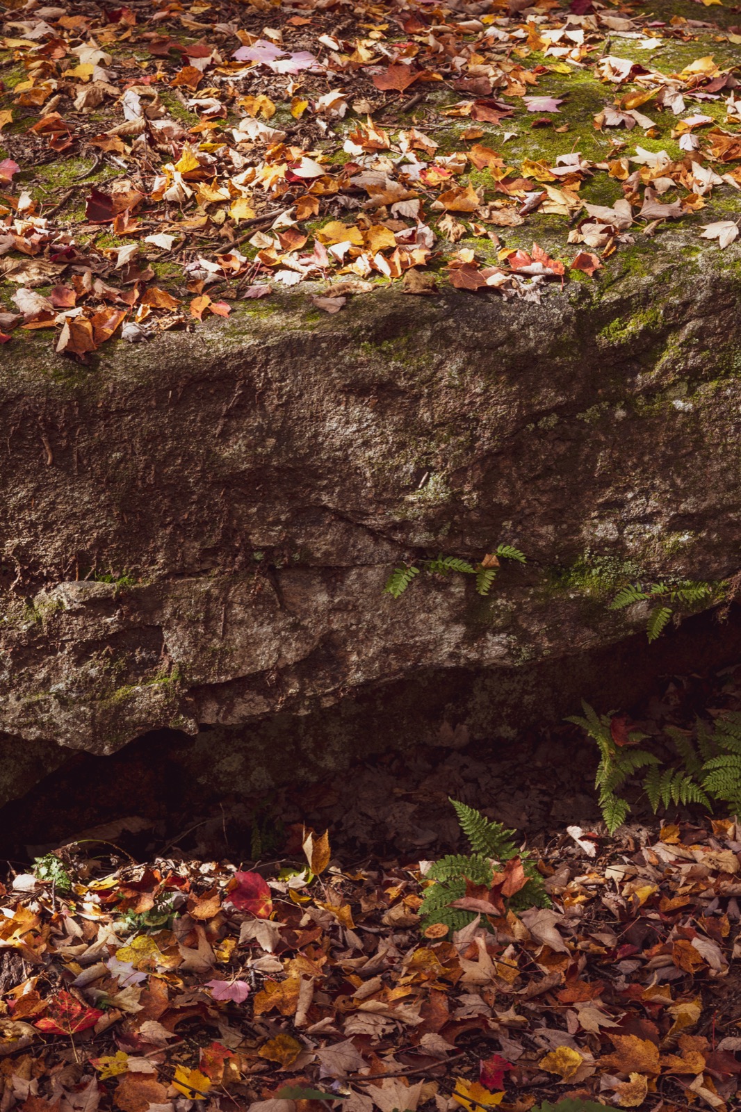 Autumn Hiking Trail