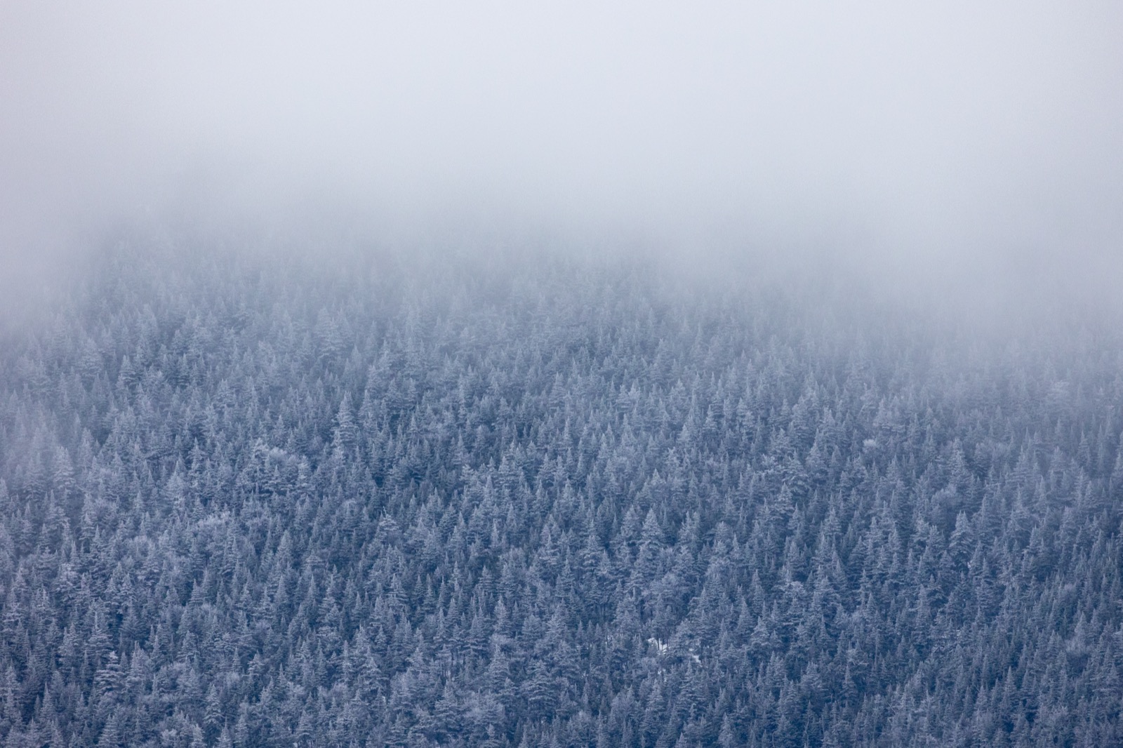 Low Fog Over Winter Trees