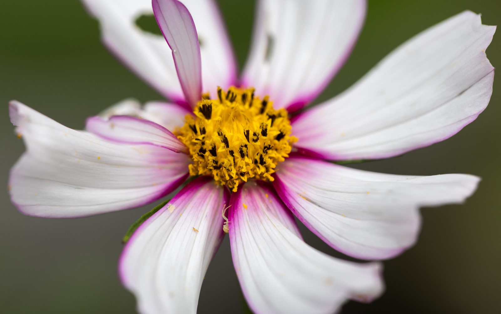 Flower With a Tiny Spider