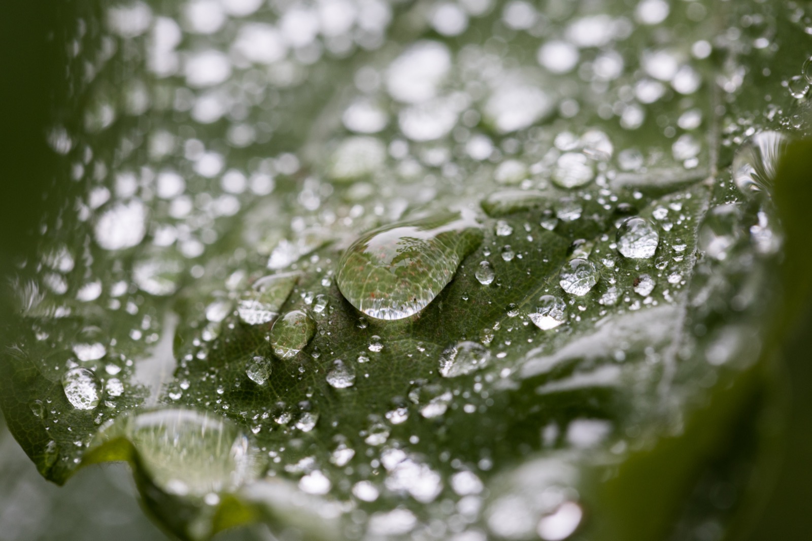 Macro Water Droplets on a Leaf