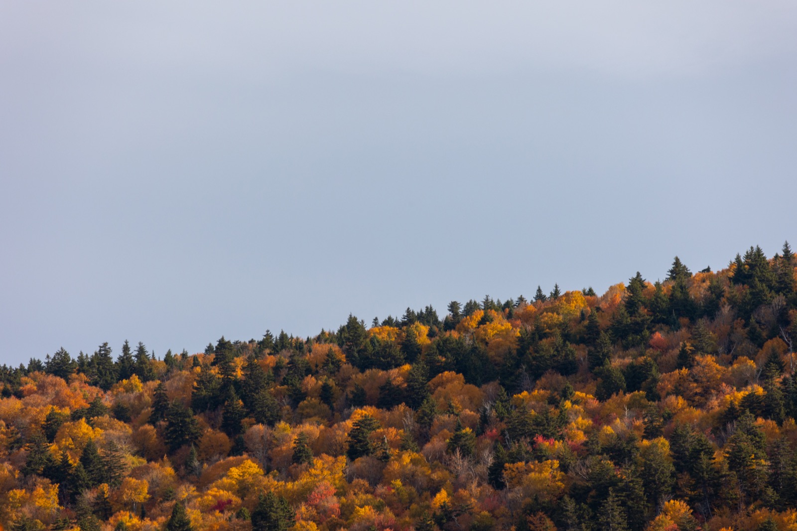 Autumn Foliage Background
