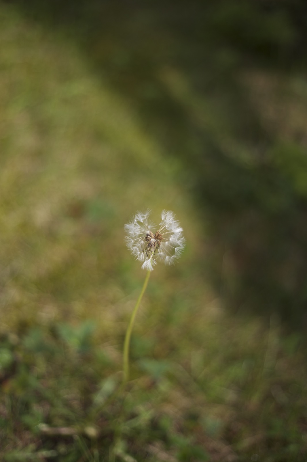 Dandelion