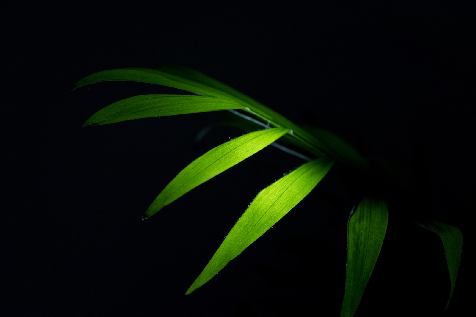 Simple Leaf Wallpaper
