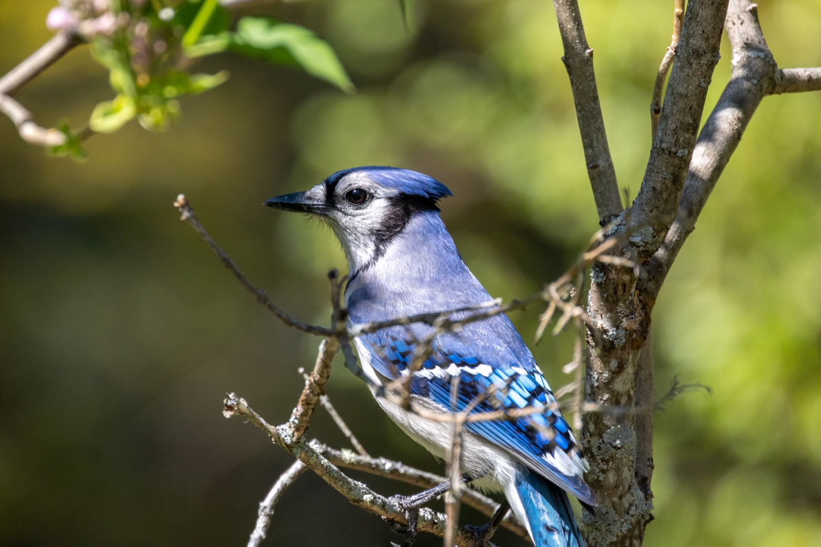 Blue Jay Bird in a Tree
