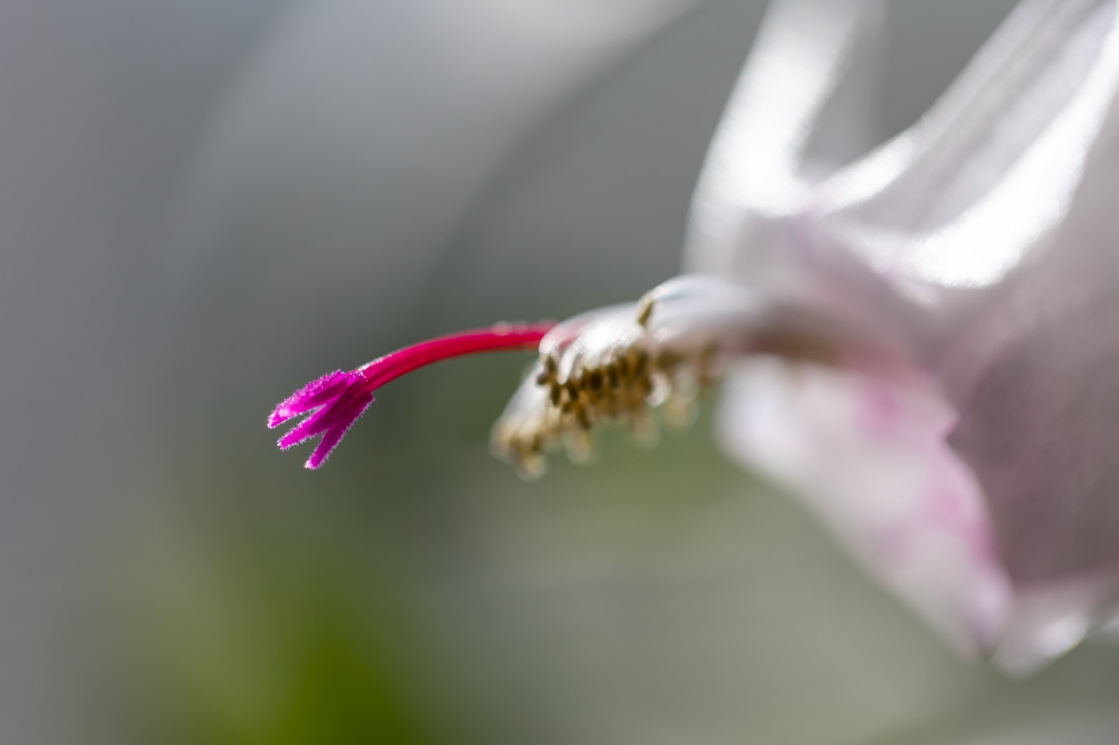 Macro Photo of a Blooming Flower