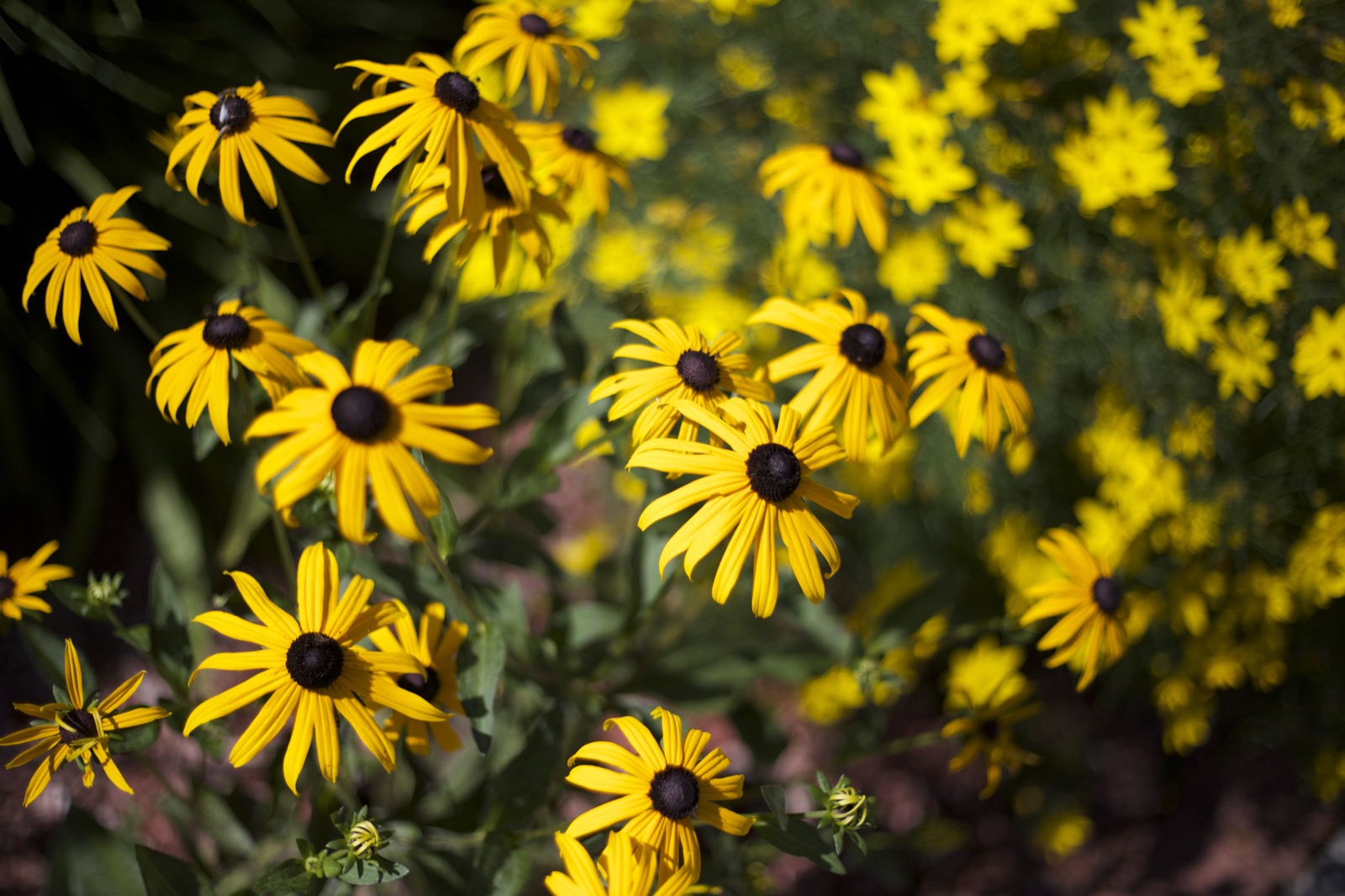 Black-Eyed-Susans