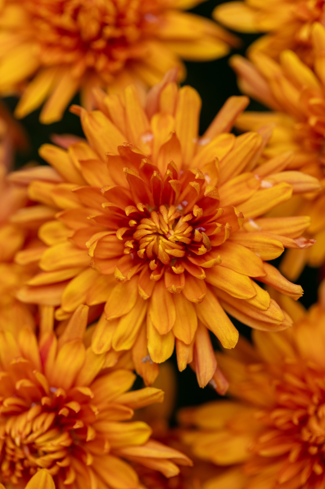 Fall Mums