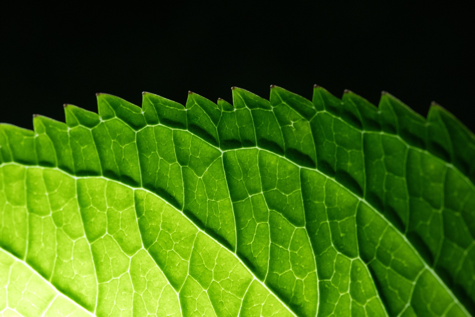Illuminated Leaf Texture