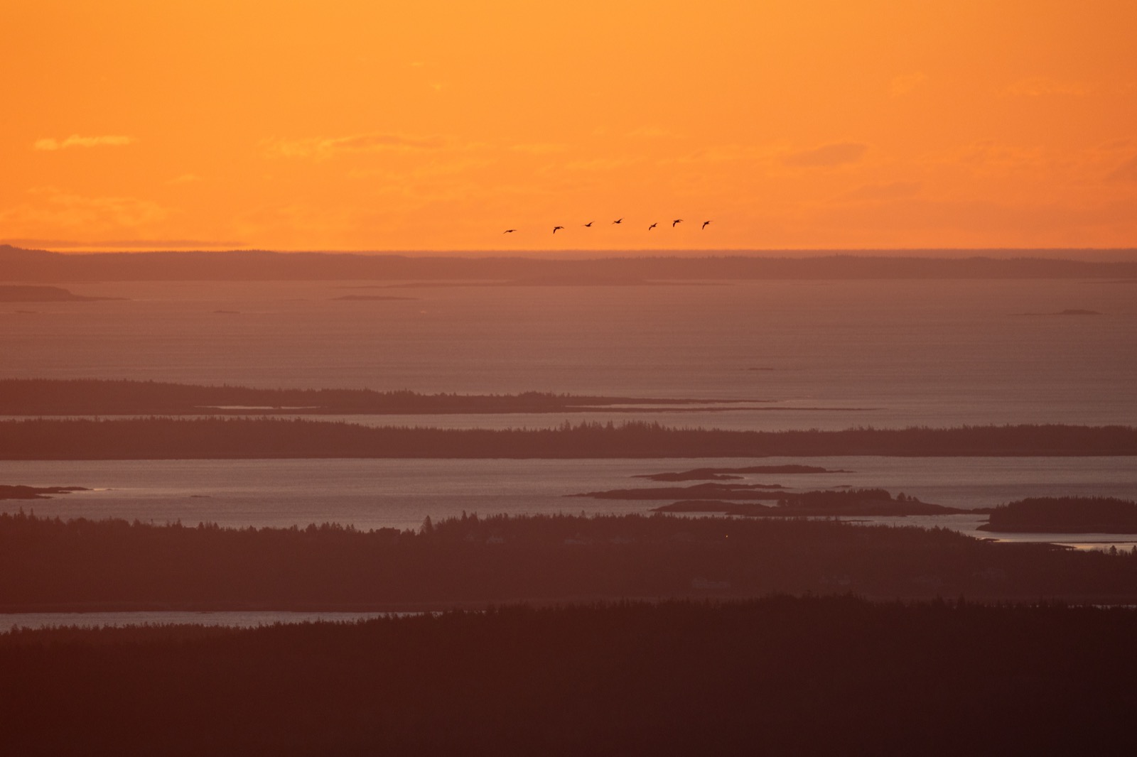 Birds Flying at Sunrise
