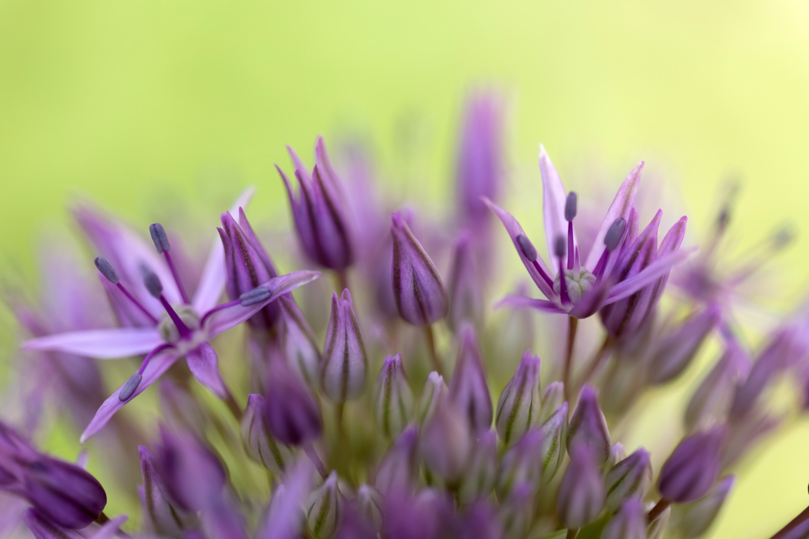 Pretty Flower Macro