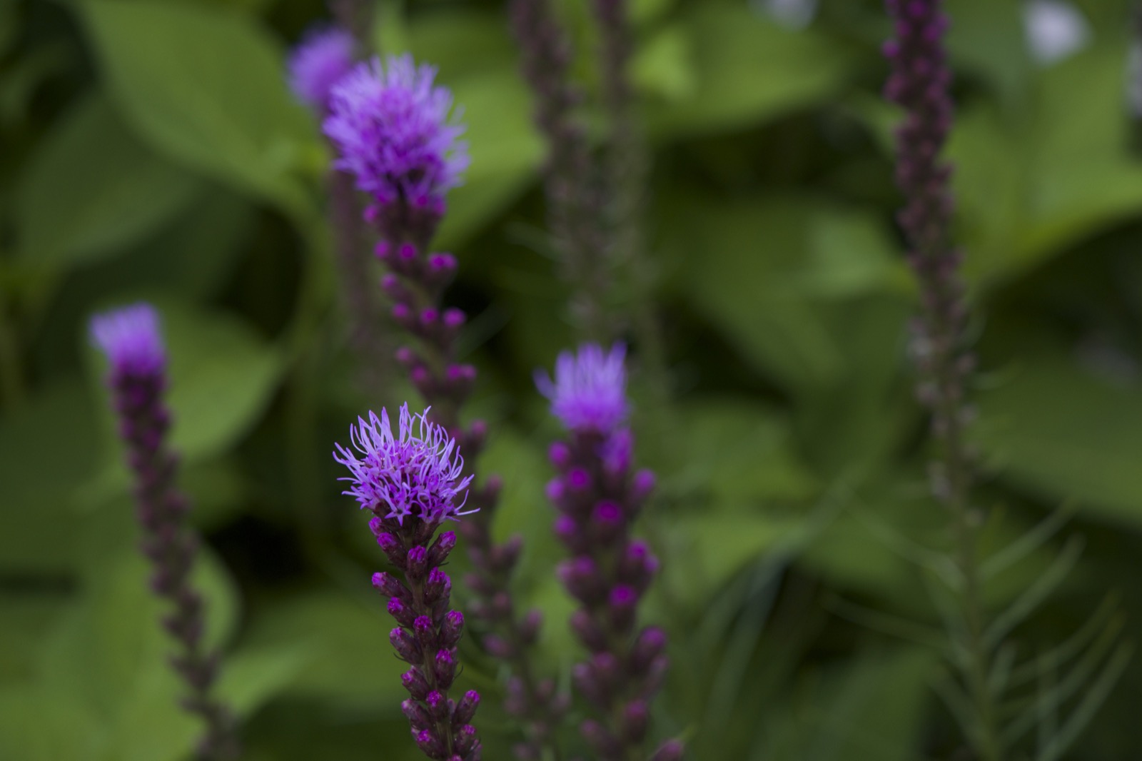 Liatris Starting to Bloom