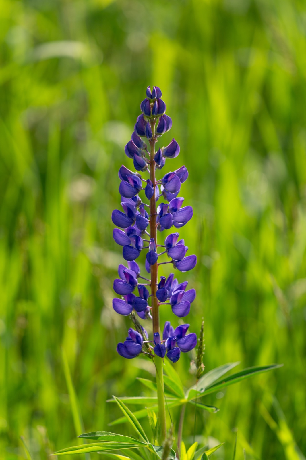Lupine Flower Blooming