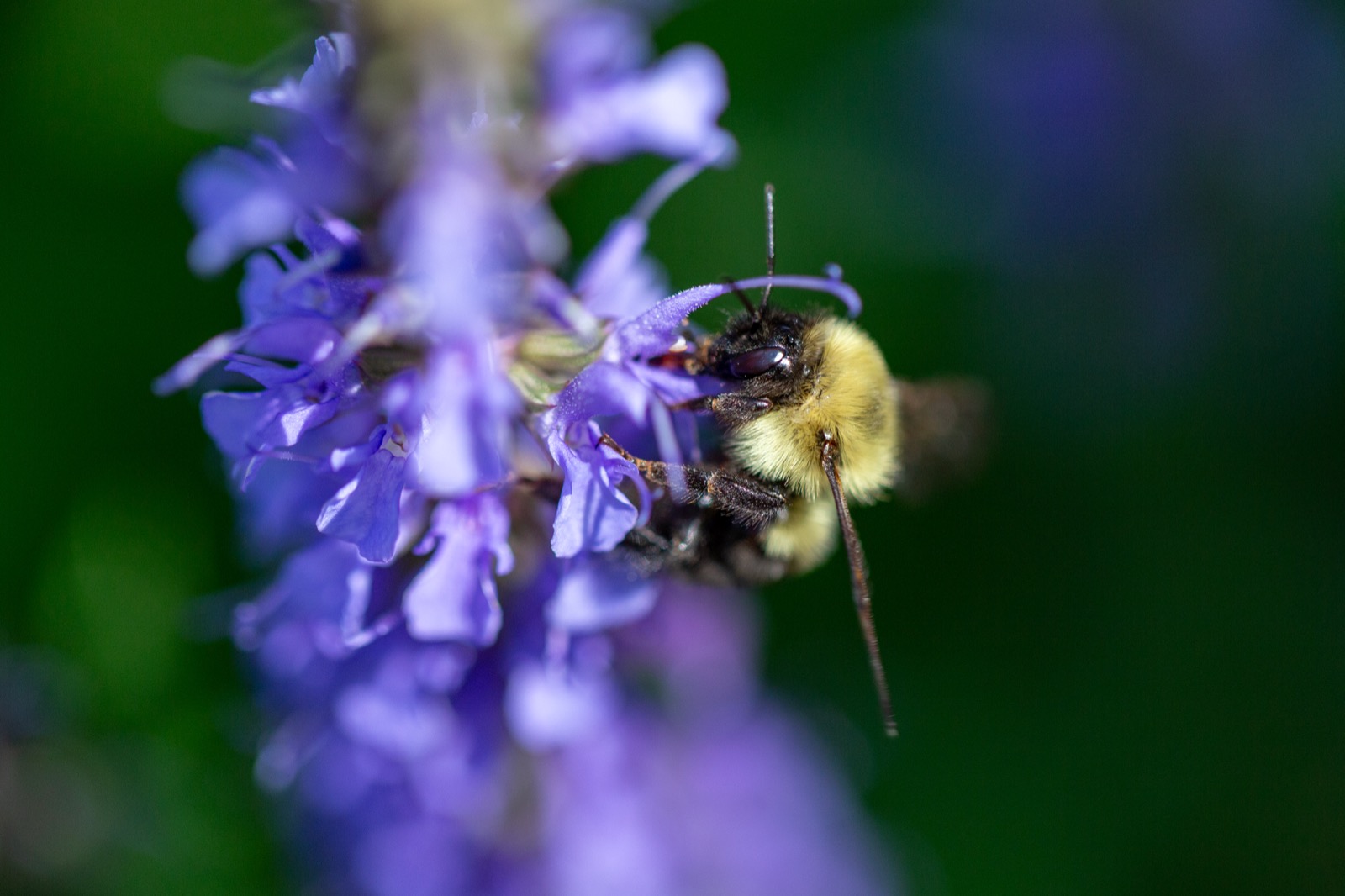Bee Flower Macro