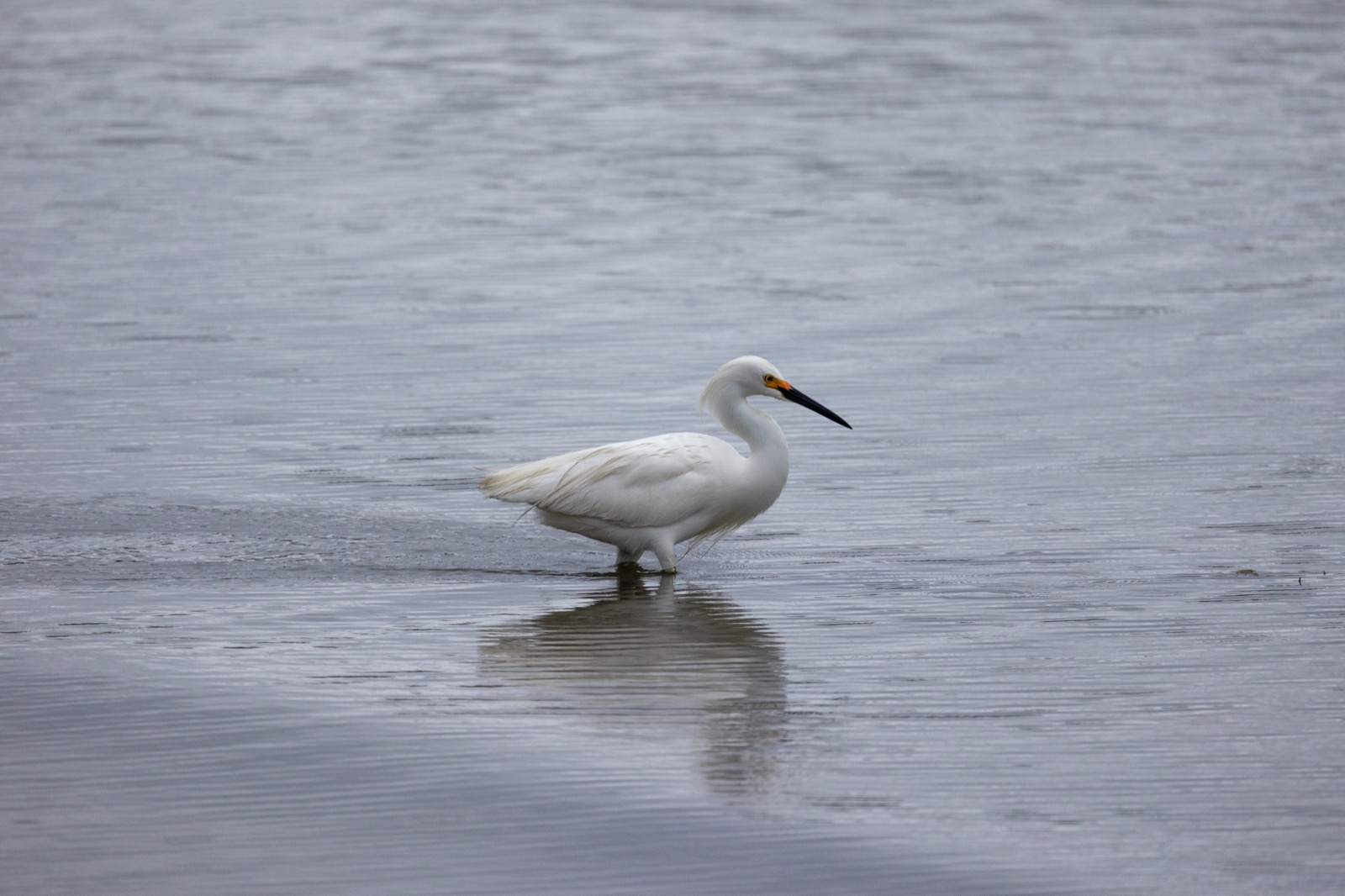 Crane Bird
