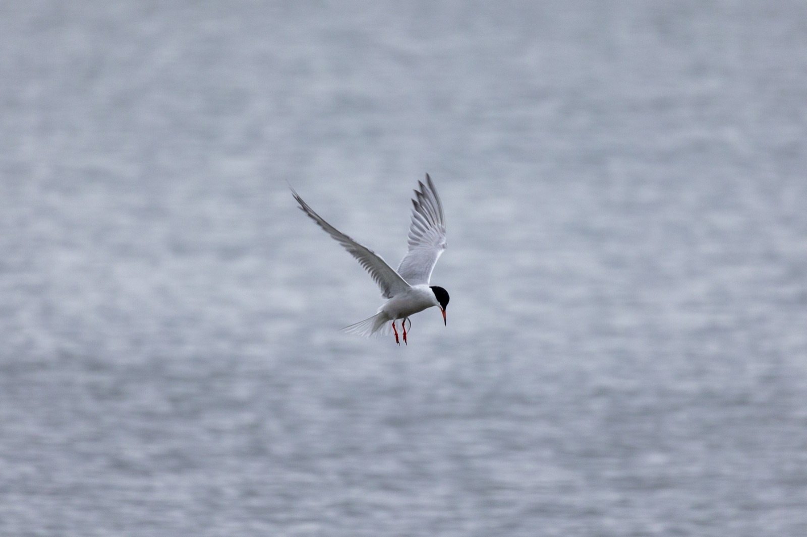 Ocean Bird Flying