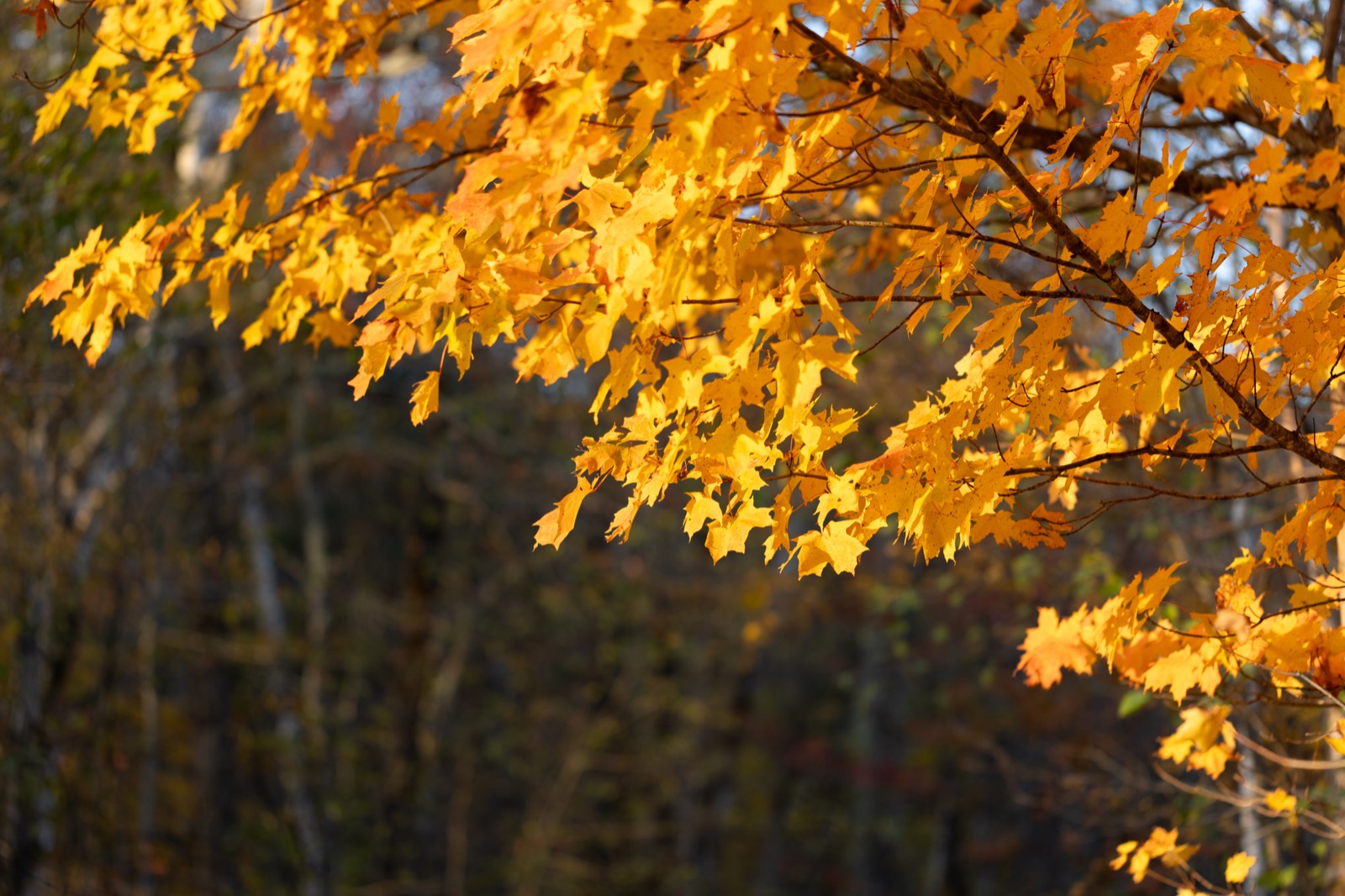 Autumn Maple Tree