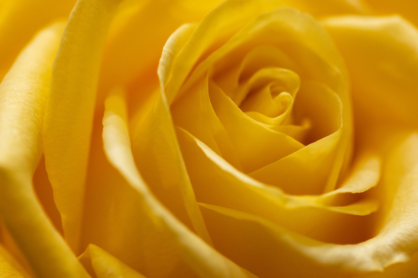 Yellow Rose Macro